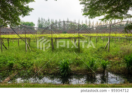 Organic vegetable farm in green house by small canal Organic vegetable farm in green house by small canal 95934712
