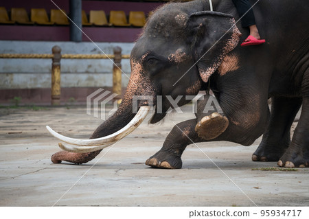 Asian elephant show hello gesture by front legs and smiling head 95934717