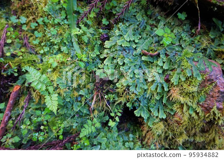 Jagoke蛇苔梅田礦山築原礦山 95934882