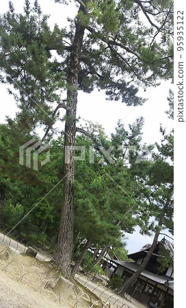 倚著大樹 95935122