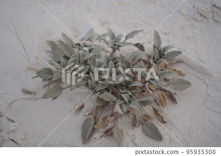 美國白沙國家紀念碑 生長在沙漠中的樹葉 95935308