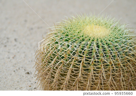 mammillaria ,mammillaria plumosa or cactus plant 95935660
