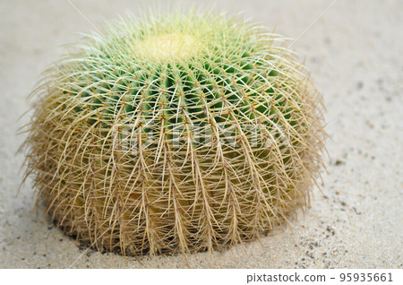 mammillaria ,mammillaria plumosa or cactus plant 95935661