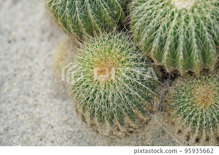 mammillaria ,mammillaria plumosa or cactus plant 95935662