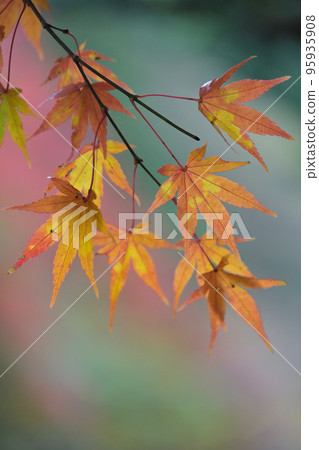 [群馬縣]志摩紅葉 95935908