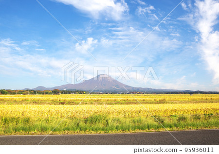 The golden ears of rice in the paddy fields and Mt. Daisen in the harvest season 95936011