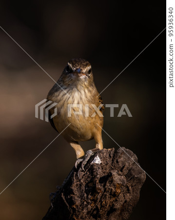 Oriental Reed Warbler on dry branch tree. 95936340