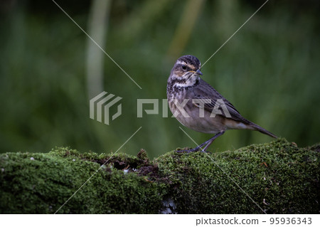 Bluethroat (female) standing on a dry log covered with green moss. Bluethroat (female) standing on a dry log covered with green moss. 95936343
