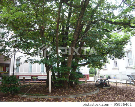 Tamagusu tree at Yokohama Port Opening Memorial Hall 95936461