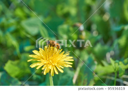 Hoverfly eats pollen as well as nectar Hoverfly eats pollen as well as nectar 95936819