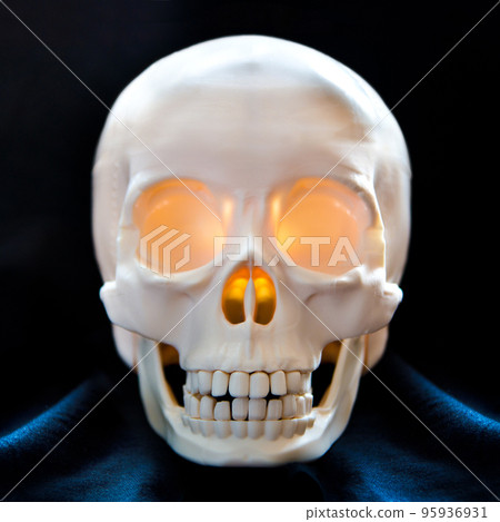 human skull human skull 95936931
