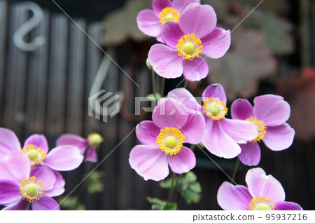 可愛的貴船菊 95937216