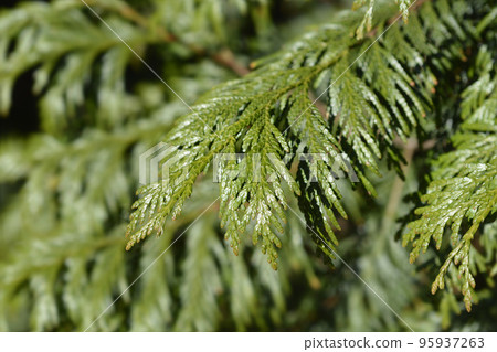 Western Red Cedar Western Red Cedar 95937263
