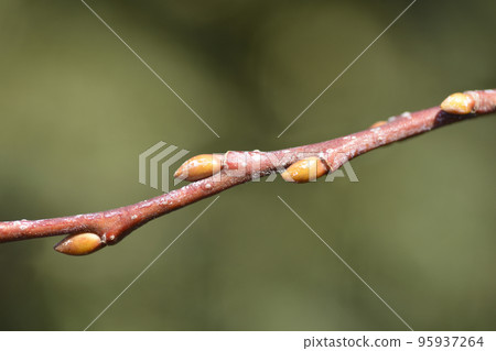 Kilmarnock willow Kilmarnock willow 95937264
