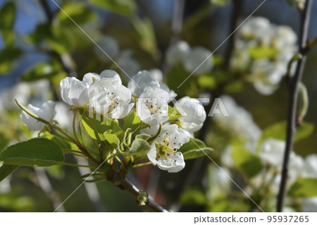 Pear tree Pear tree 95937265