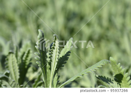 Fringed Lavander 95937266