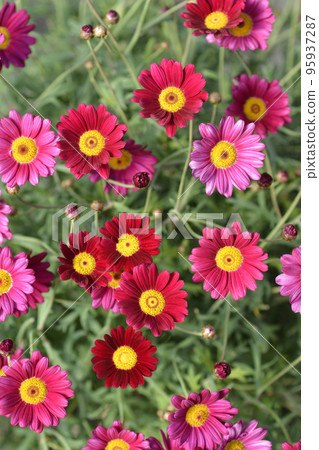 Marguerite daisy 95937287