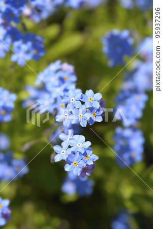 Ultramarine forget-me-not 95937296