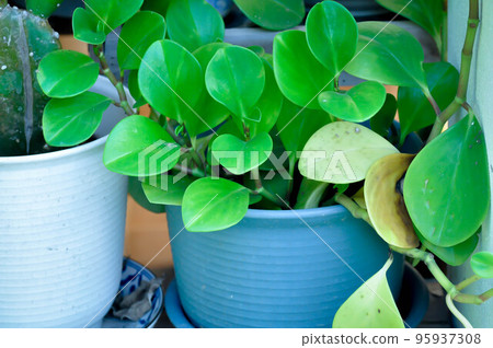 Peperomia obtusifolia, Baby Rubber Plant or Pepper Face or PIPERACEAE Peperomia obtusifolia, Baby Rubber Plant or Pepper Face or PIPERACEAE 95937308