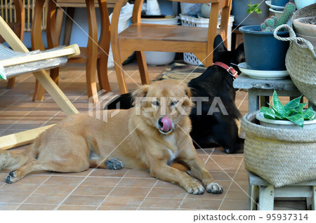 dog, brown dog and black dog dog, brown dog and black dog 95937314