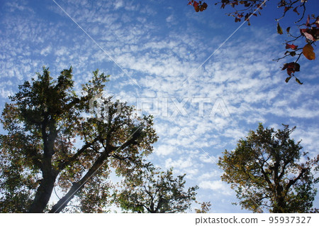 trees and autumn sky 95937327