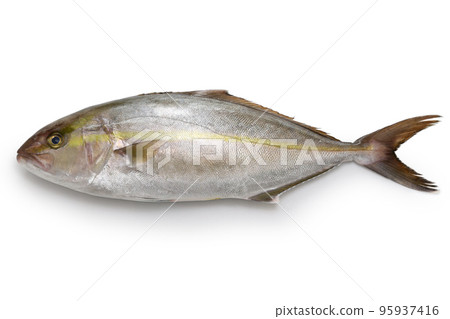 greater amberjack greater amberjack 95937416