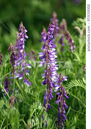 Vicia cracca (tufted vetch, cow vetch, bird vetch, blue vetch, boreal vetch) 95938008