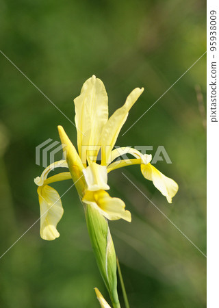 Wild steppe yellow Iris 95938009