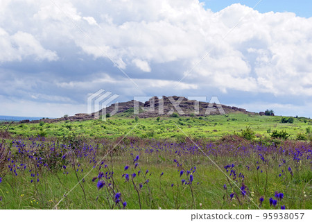 Salvia nutans, nodding sage. Steppe. National Park Salvia nutans, nodding sage. Steppe. National Park 95938057