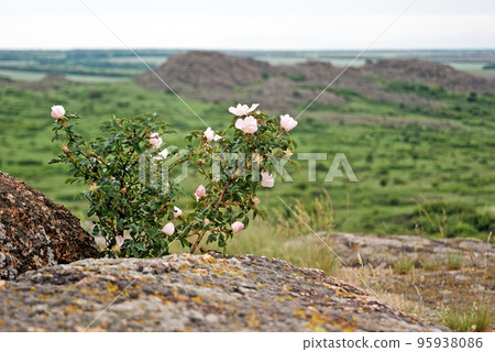 Bush of wild rose hips in National Park Bush of wild rose hips in National Park 95938086