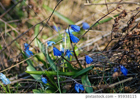 Siberian squill (Scilla siberica). Beautiful spring flowers 95938115