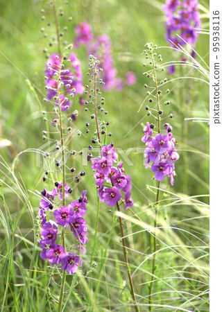 Purple Mullein (verbascum Phoeniceum) Purple Mullein (verbascum Phoeniceum) 95938116