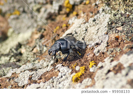 Lethrus apterus male on a granite stone. Close-up 95938133