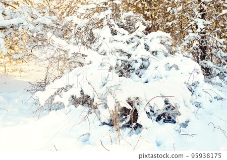 branches with snow branches with snow 95938175