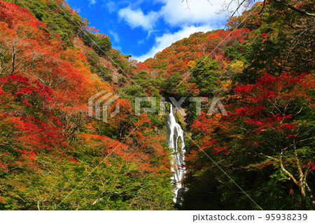 [岡山縣]晴天的神場瀑布和紅葉 95938239
