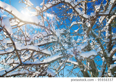 branches with snow 95938337