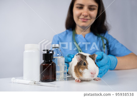 Small white guinea pig at the vet's appointment at the veterinary clinic Small white guinea pig at the vet's appointment at the veterinary clinic 95938538
