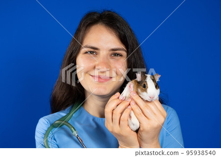 A small guinea pig in the hands of a veterinarian on a blue background. A small guinea pig in the hands of a veterinarian on a blue background. 95938540