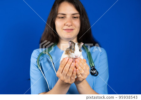A small guinea pig in the hands of a veterinarian on a blue background. A small guinea pig in the hands of a veterinarian on a blue background. 95938543