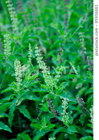 Ocimum sanctum, Holy basil or Sacred basil or Labeataceae 95938881