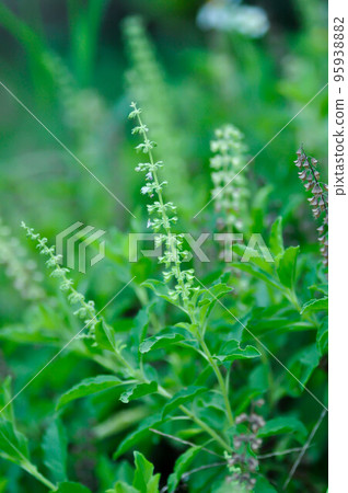 Ocimum sanctum, Holy basil or Sacred basil or Labeataceae Ocimum sanctum, Holy basil or Sacred basil or Labeataceae 95938882