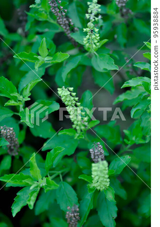 Ocimum sanctum, Holy basil or Sacred basil or Labeataceae Ocimum sanctum, Holy basil or Sacred basil or Labeataceae 95938884