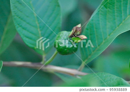 guava tree, MYRTACEAE or Psidium guajava Linn guava tree, MYRTACEAE or Psidium guajava Linn 95938889