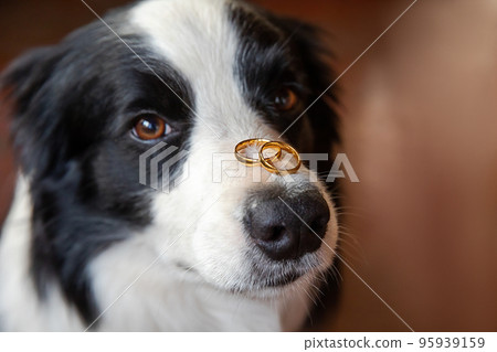 Will you marry me. Funny portrait of cute puppy dog border collie holding two golden wedding rings on nose, close up. Engagement, marriage, proposal concept 95939159