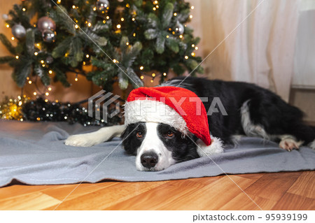Funny cute puppy dog border collie wearing Christmas costume red Santa Claus hat lying down near Christmas tree at home indoor. Preparation for holiday. Happy Merry Christmas concept Funny cute puppy dog border collie wearing Christmas costume red Santa Claus hat lying down near Christmas tree at home indoor. Preparation for holiday. Happy Merry Christmas concept 95939199