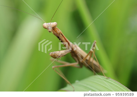 Kokamakiri Kokamakiri 95939589