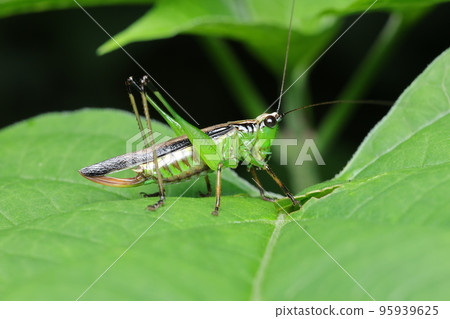 佐佐切女大人 95939625