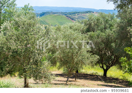 Green olive trees farmland, agricultural landscape with olives plant among hills, olive grove garden, large agricultural areas olive trees Green olive trees farmland, agricultural landscape with olives plant among hills, olive grove garden, large agricultural areas olive trees 95939681