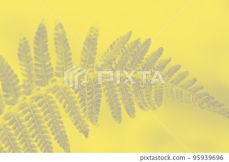 Trendy color of the year 2021. Ultimate grey and illuminating yellow.. Trendy color of the year 2021. Ultimate grey and illuminating yellow.. 95939696
