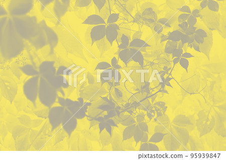 Trendy color of the year 2021. Ultimate grey and illuminating yellow.. Trendy color of the year 2021. Ultimate grey and illuminating yellow.. 95939847